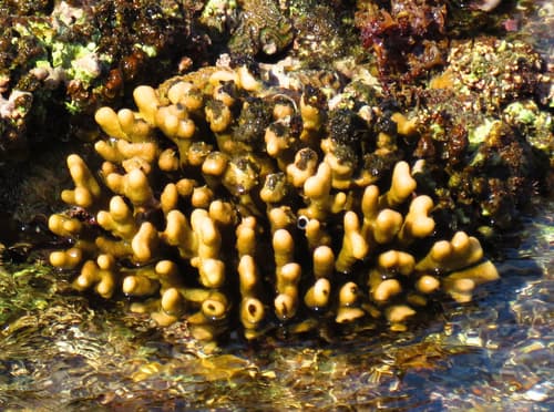 Hood Coral