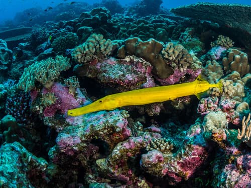 Pacific Trumpetfish