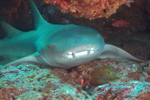 Nurse Sharks