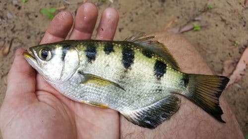 Spotted Archerfish