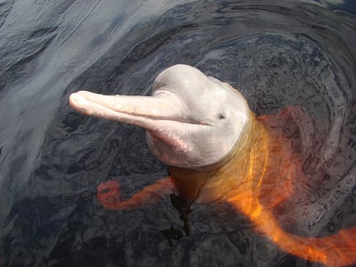American River Dolphins