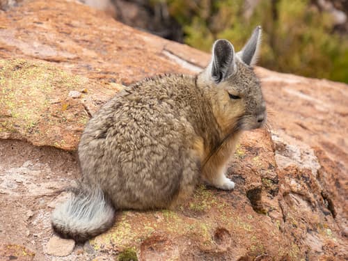 Mountain Viscacha