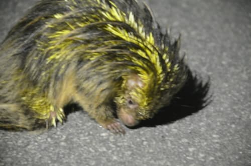 Orange-spined Hairy Dwarf Porcupine