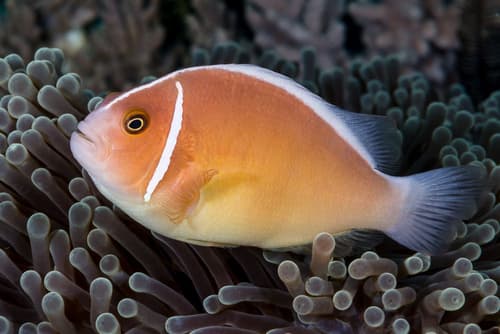 Pink Skunk Anemonefish