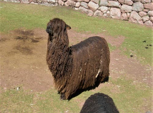 Alpaca