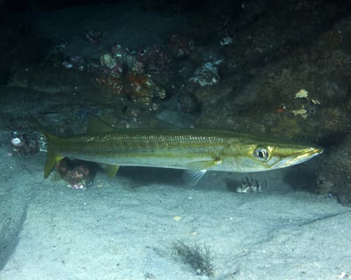 Barracudas