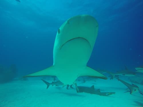 Ground Sharks