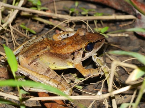 Sumatran Torrent Frog