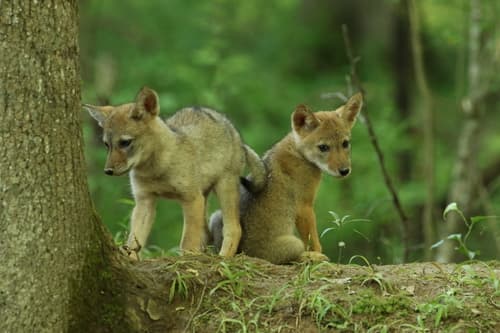 Coyote