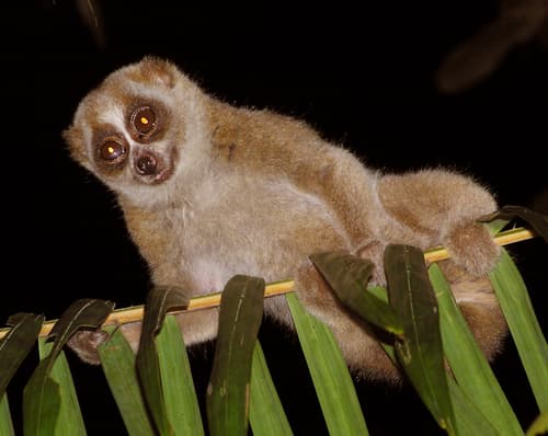 Slow Lorises