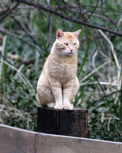 (c) Robin Gwen Agarwal, some rights reserved (CC BY-NC), uploaded by Robin Gwen Agarwal