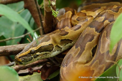 African Rock Python