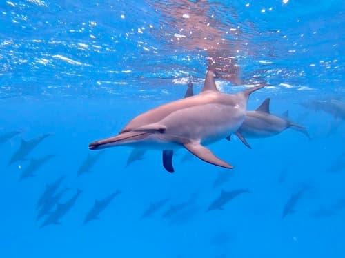 Spinner Dolphin