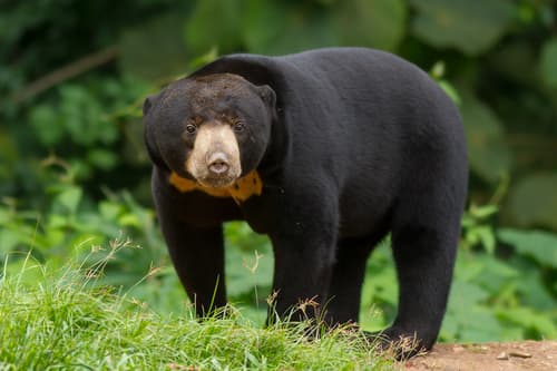 Sun Bears