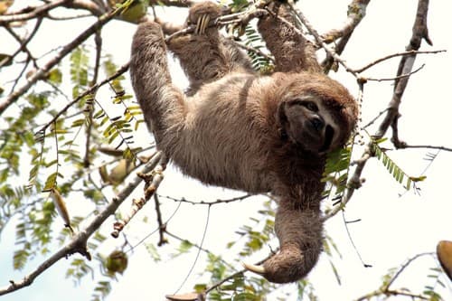 Sloths