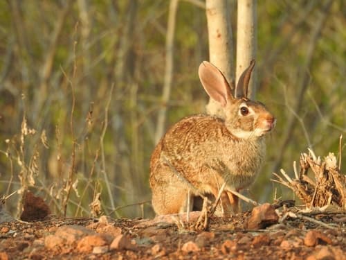 Mexican Cottontail