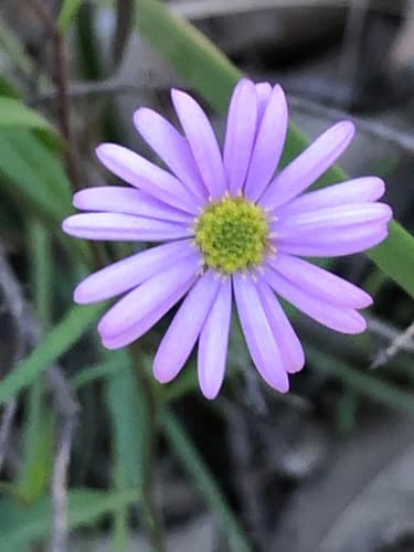 (c) BMRM Ecological Surveys, some rights reserved (CC BY-NC), uploaded by BMRM Ecological Surveys