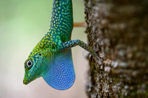 Grand Cayman Anole