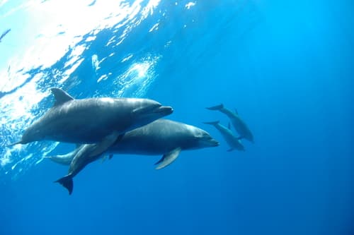 Oceanic Dolphins