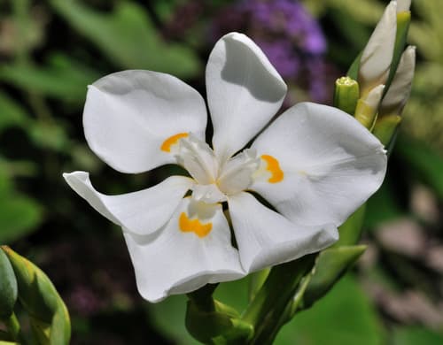 Lord Howe wedding lily