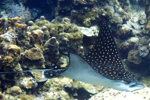 Spotted Eagle Ray