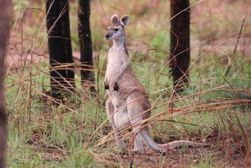 Antilopine Wallaroo