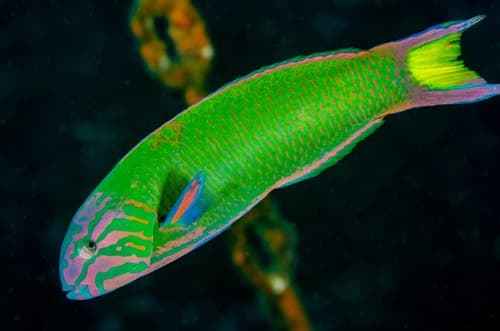 Moon Wrasse