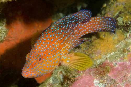Coral Grouper