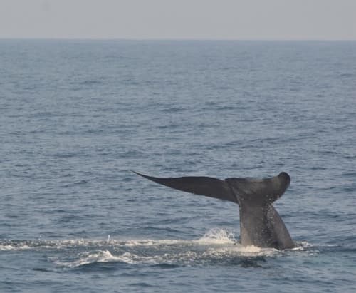 Northern Indian Blue Whale