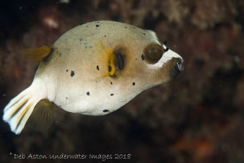 Blackspotted Puffer