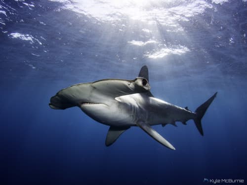 Hammerhead Sharks