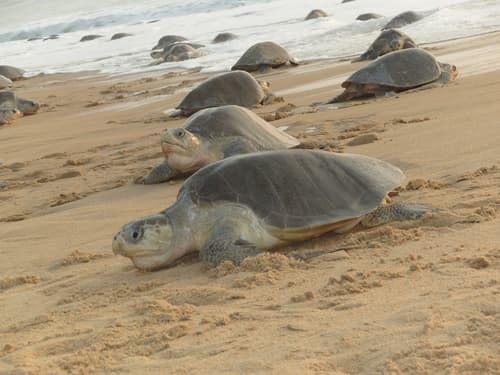 Olive Ridley Sea Turtle