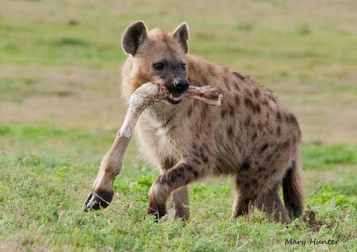Arusha