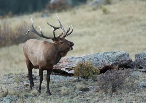 American Elk