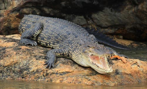 Saltwater Crocodile