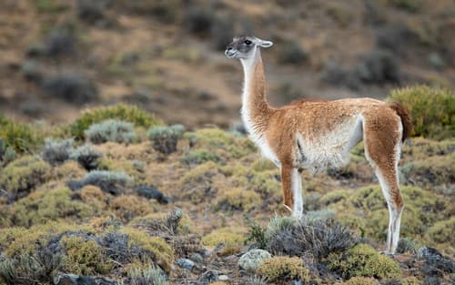 Guanaco