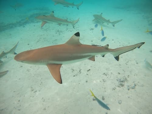 Blacktip Reef Shark
