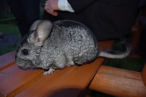 Short-tailed Chinchilla