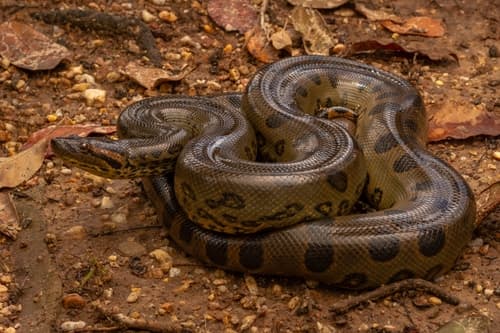 Green Anaconda