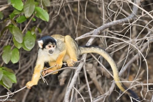 Black-capped Squirrel Monkey