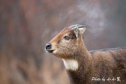 Grey Himalayan Goral