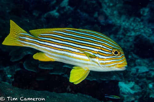 Ribbon Sweetlips