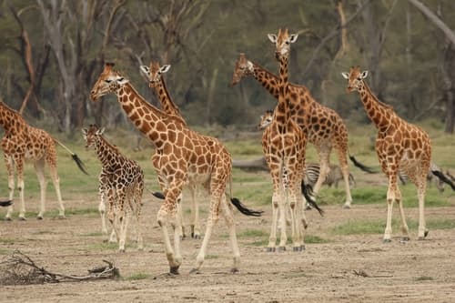 Northern Giraffe