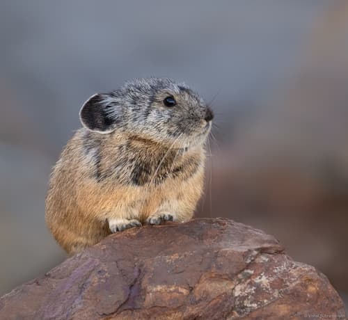 Gray-headed Pika