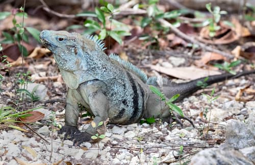 Grand Cayman Blue Iguana