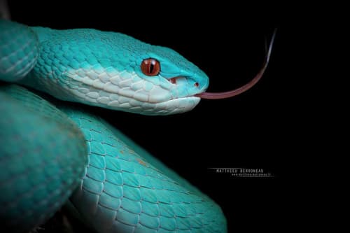 White-lipped Island Pitviper