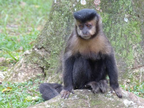 Black capuchin