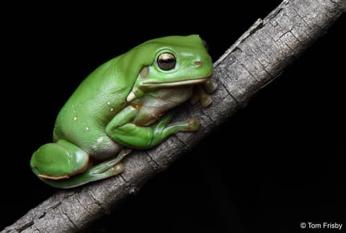 Australian Green Tree Frog