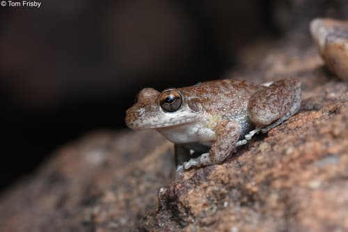Copland's Rock Frog