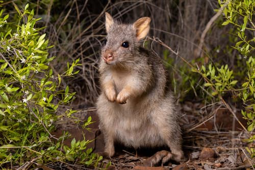 Rufous Bettong
